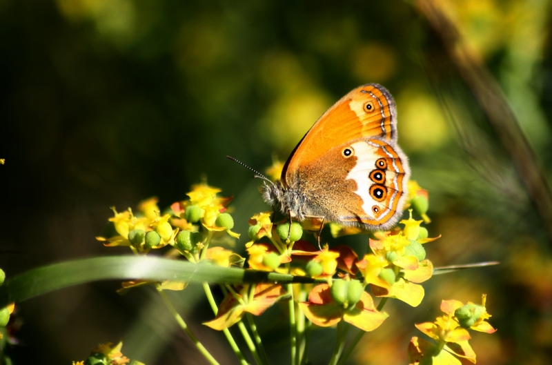 Le Coenonympha delle Alpi centrali (versante sud)